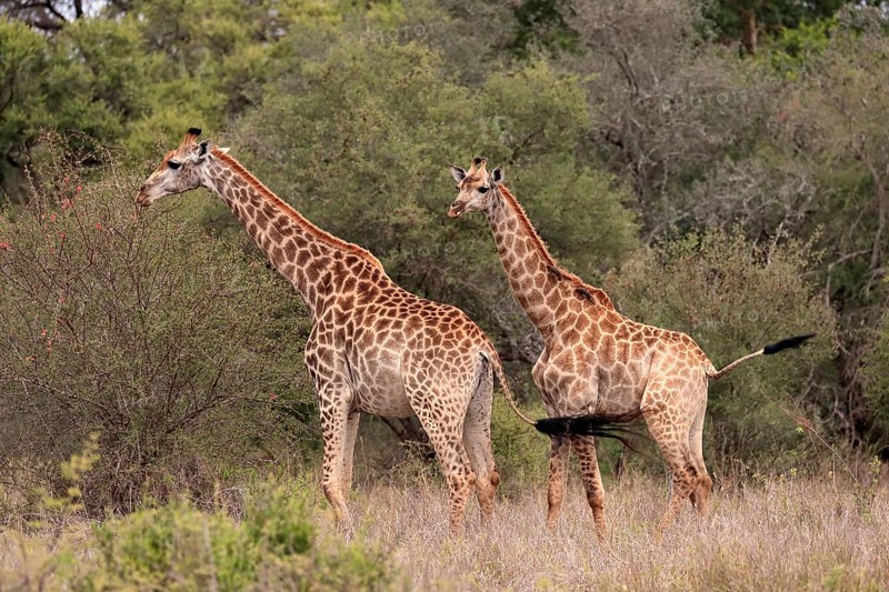 Southern giraffe