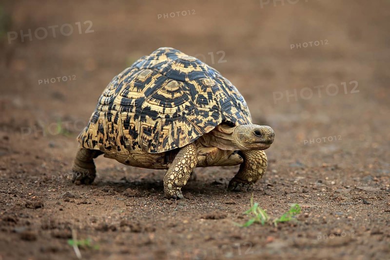 Leopard tortoise