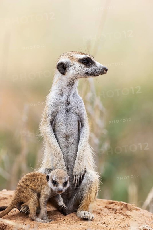 Suricate
