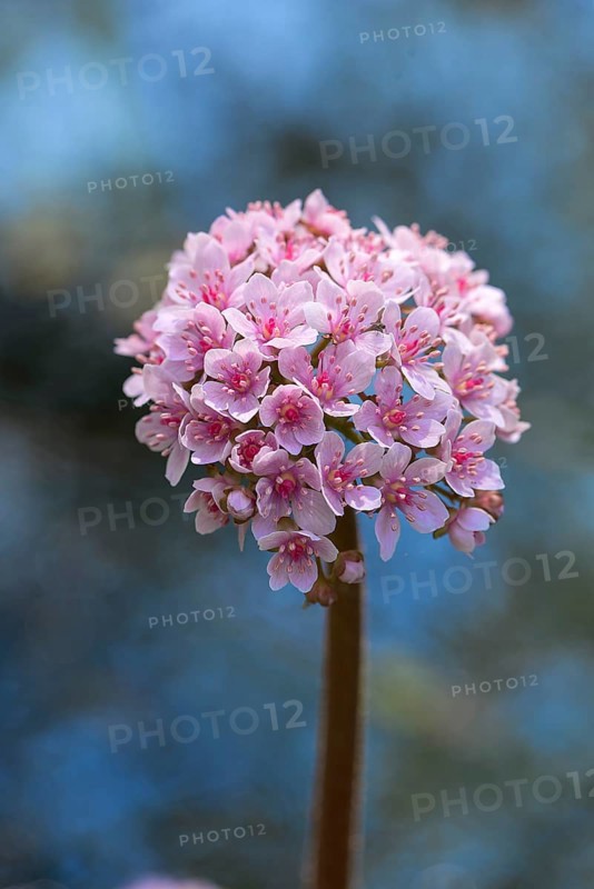 Shield leaf flower