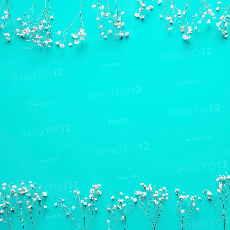 White flowers blue