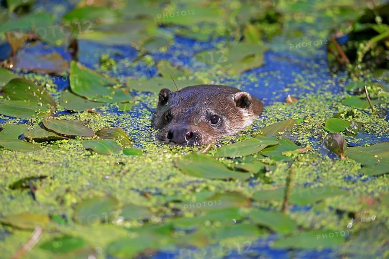 European otter