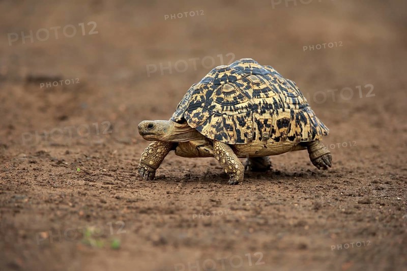 Leopard tortoise