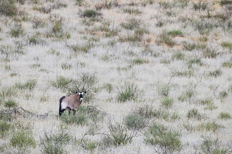 Gemsbok
