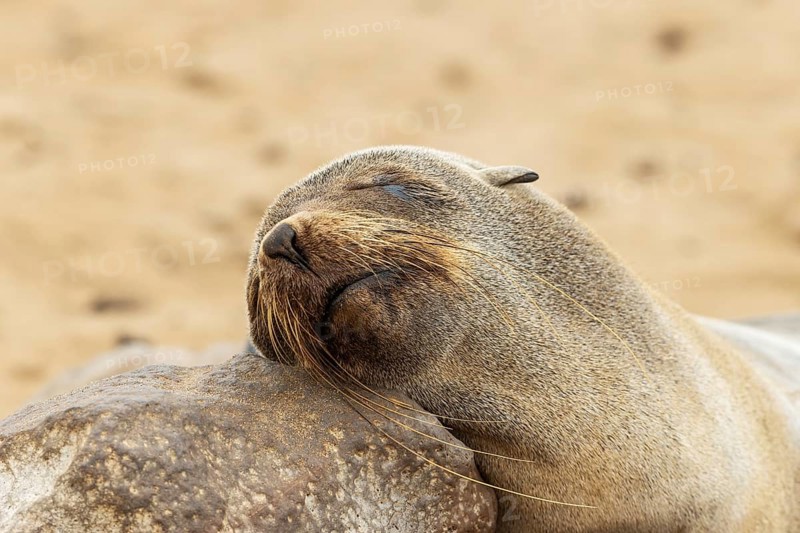 Cape Fur Seal