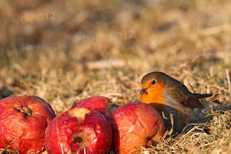 European robin