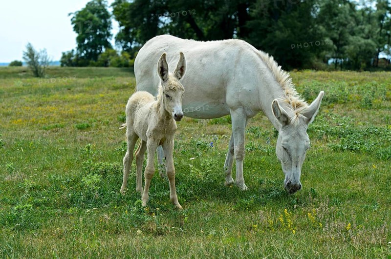Mare with foal of the Austro-Hungarian White Baroque Donkey