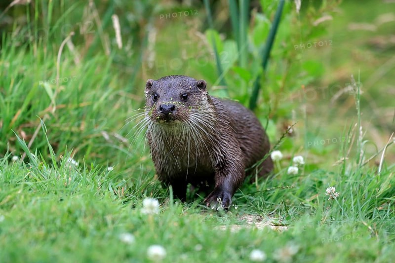 European otter