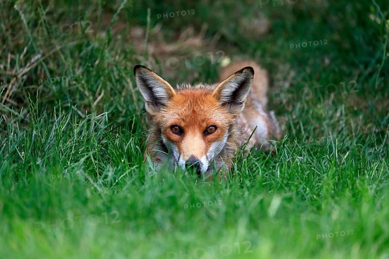 Red fox