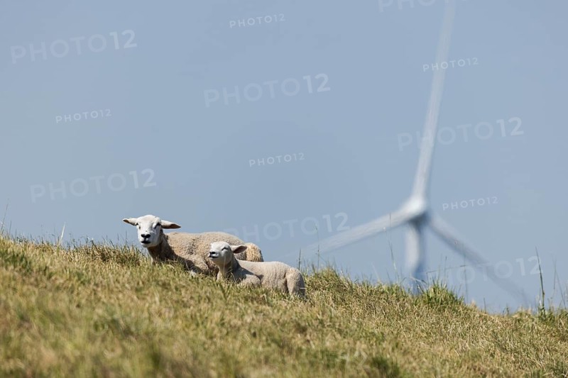 2 sheep