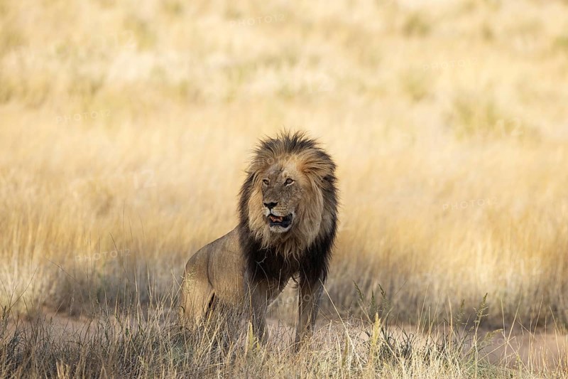 Lion