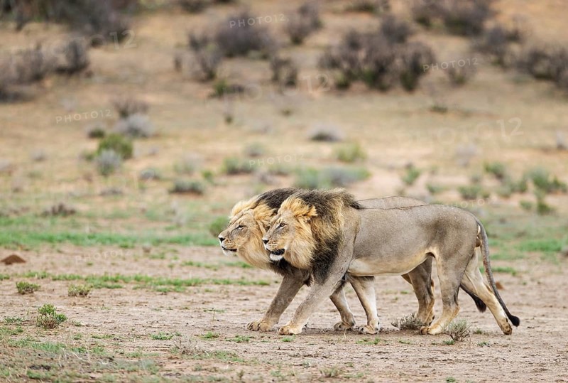 Lion