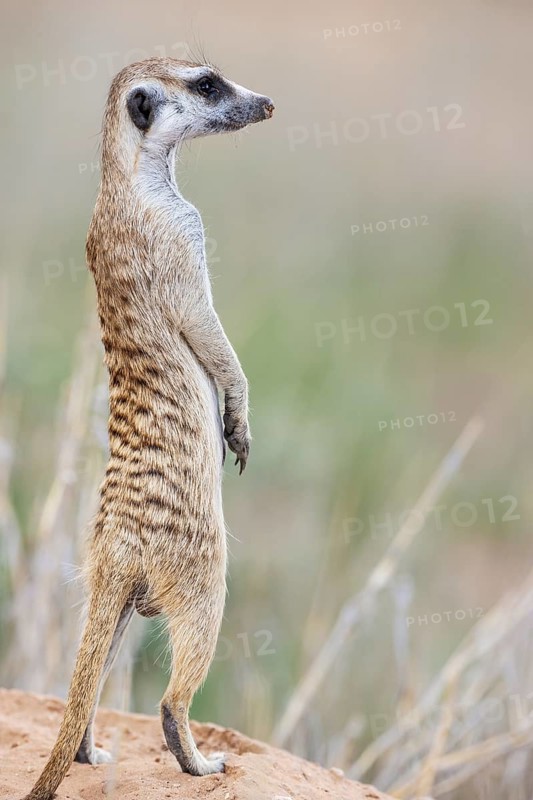Suricate