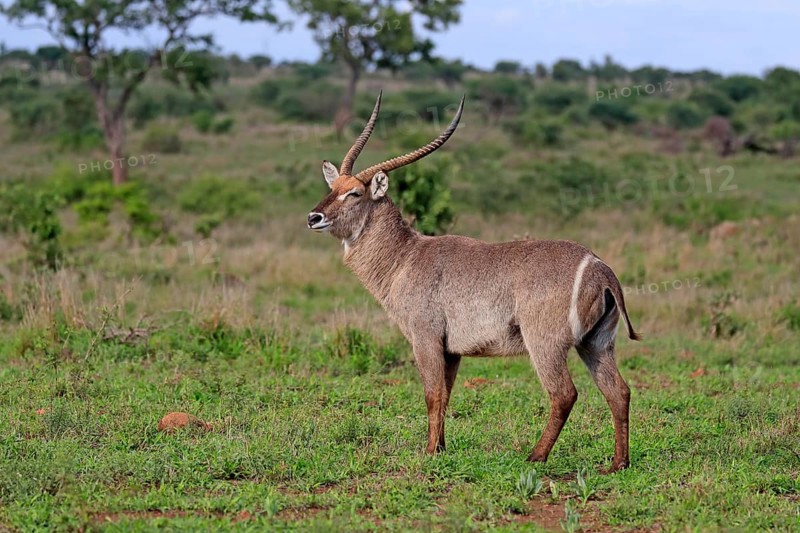 Ellipsen waterbuck