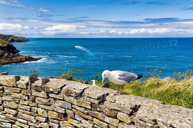 Seagull on wall overlooking the Atlantic Ocean