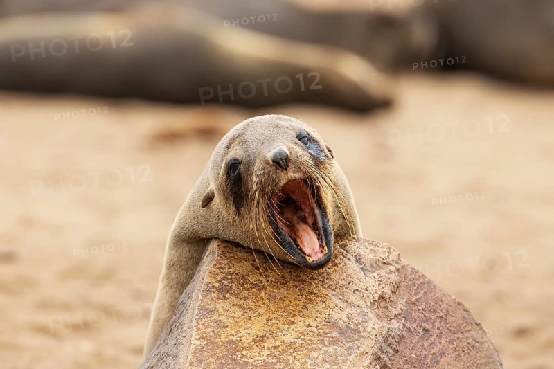 Cape Fur Seal