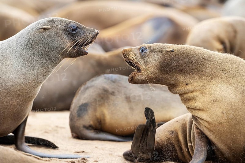 Cape Fur Seal