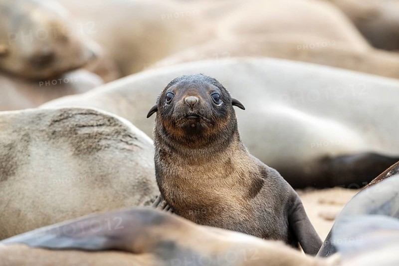 Cape Fur Seal