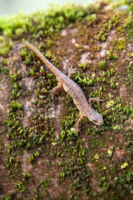 Common newt