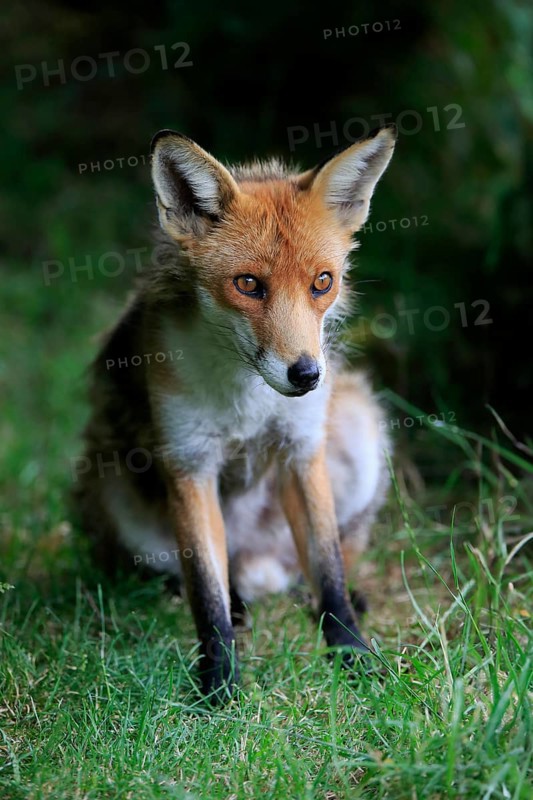 Red fox