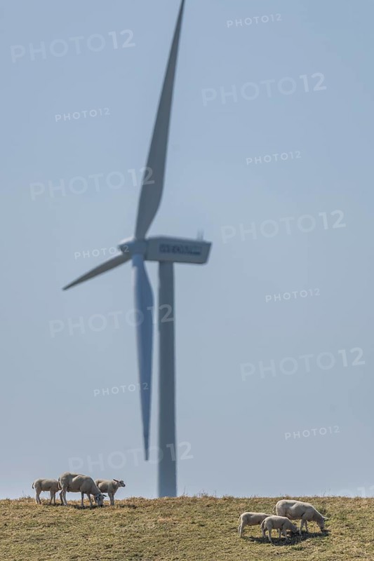 Sheep standing on a dike by the sea in front of a wind turbine for wind energy