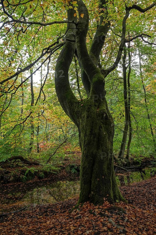 Beech forest in autumn