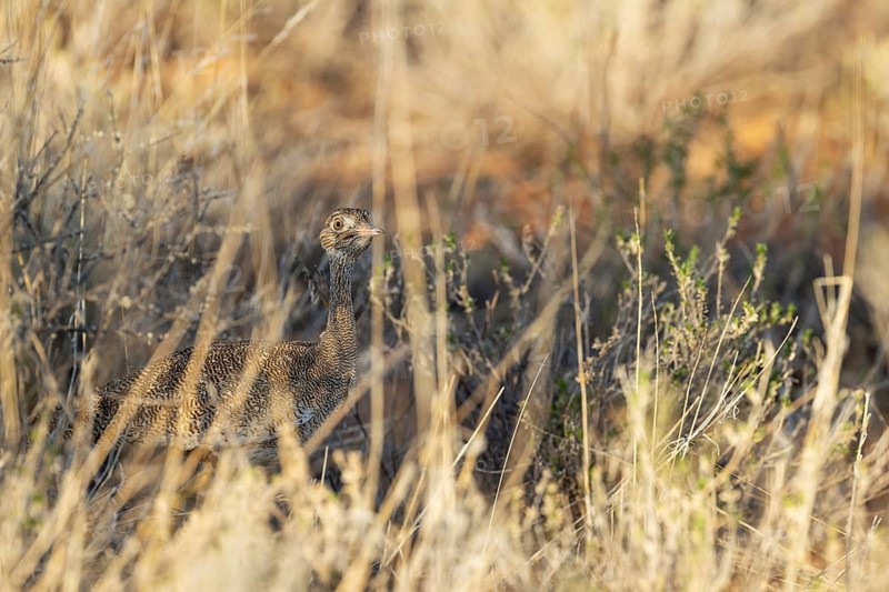 Northern Black Korhaan