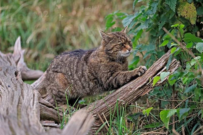 European wildcat