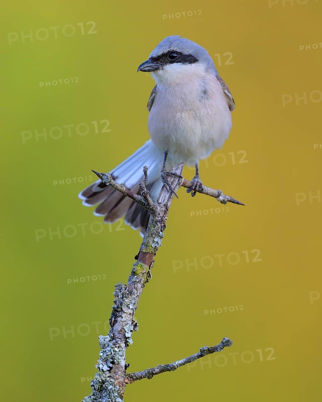 Red-backed Shrike