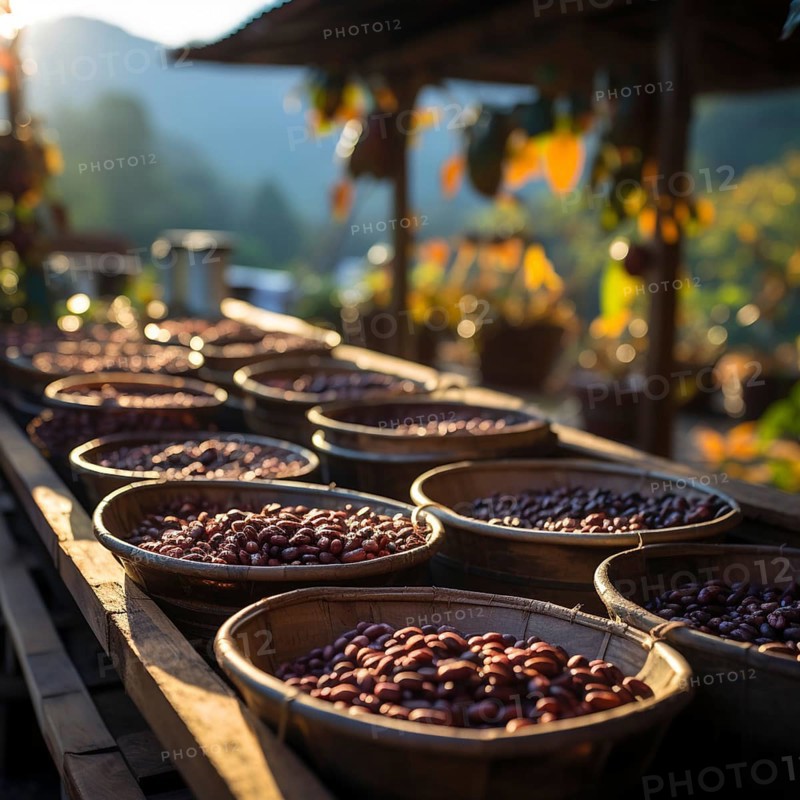 Coffee beans fresh and roasted Coffee beans on a plantation