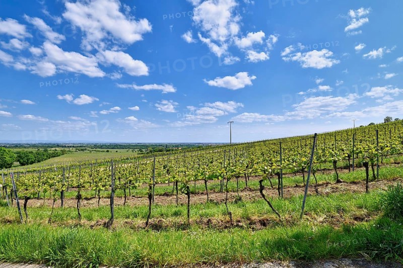 Vineyards in Wachenheim in Rhineland-Palatinate