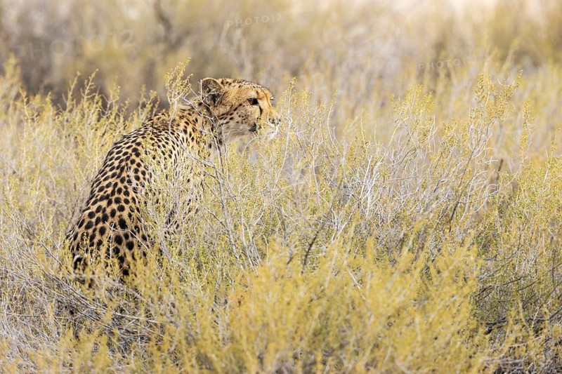 Cheetah