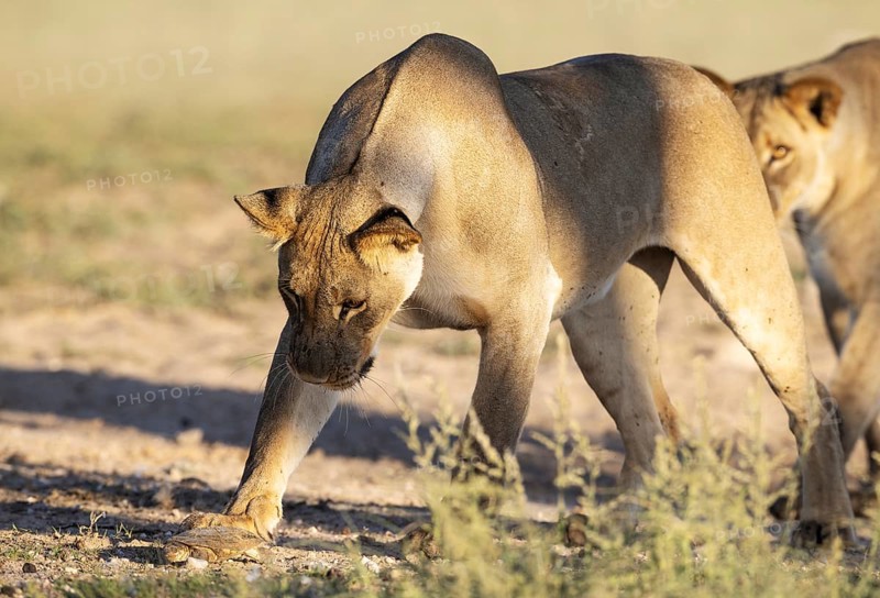 Lion