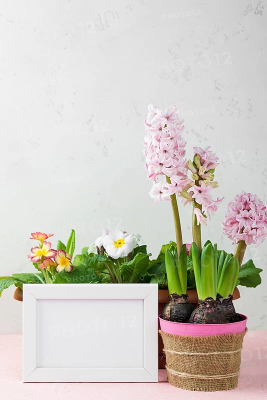 Frame with flower pot hyacinth