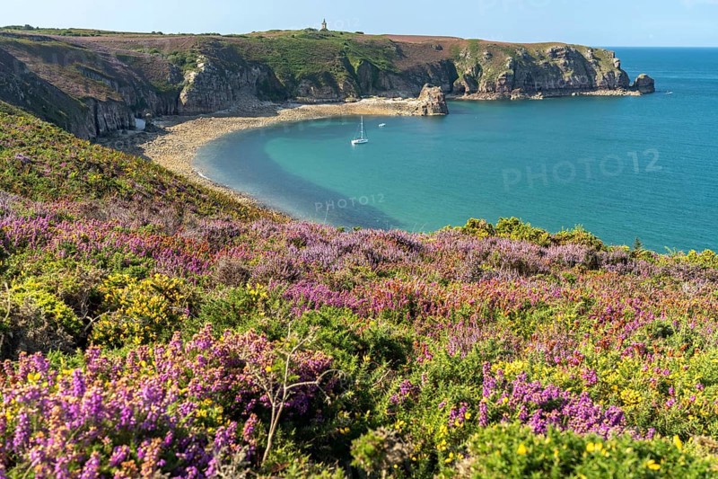 Blooming heath landscape at Cap Frehel