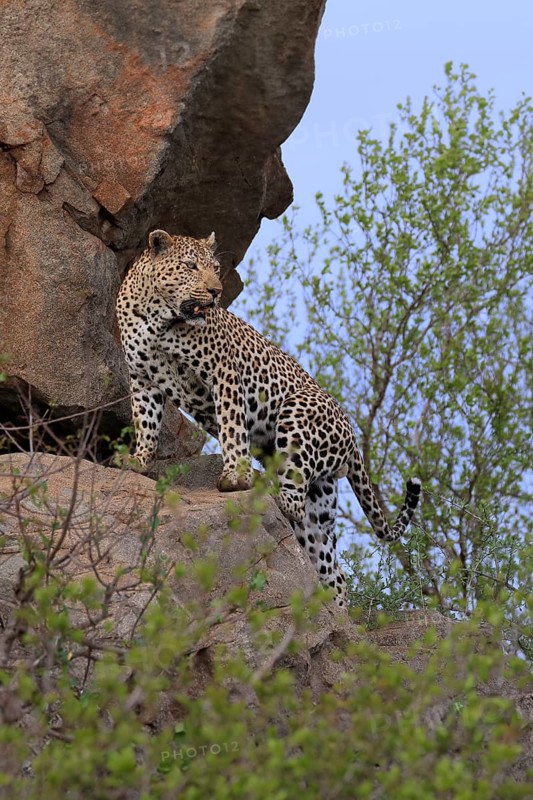 Leopard