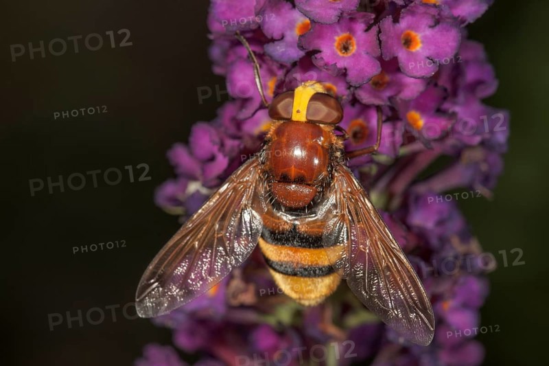 Hornet mimic hoverfly