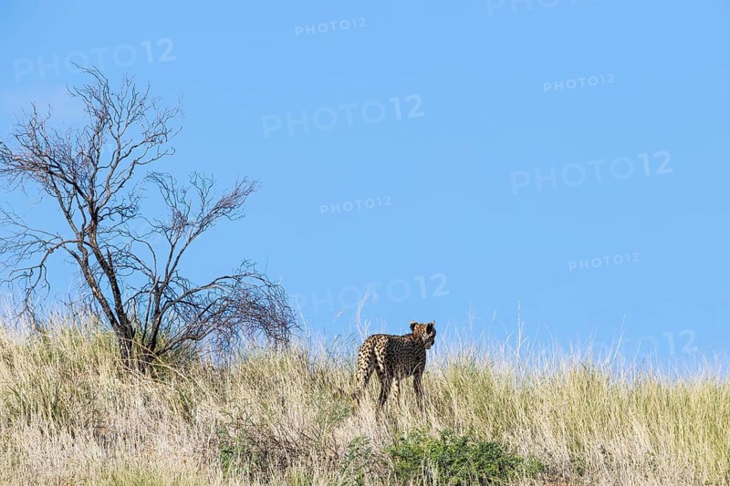 Cheetah