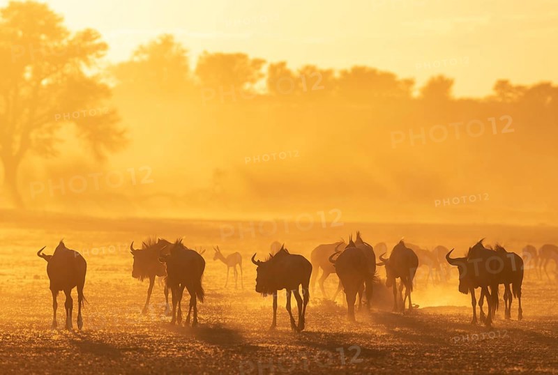 Blue Wildebeest