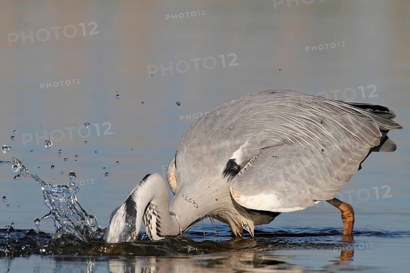 Grey heron