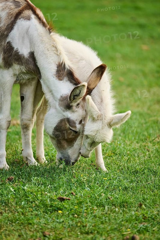 Donkey