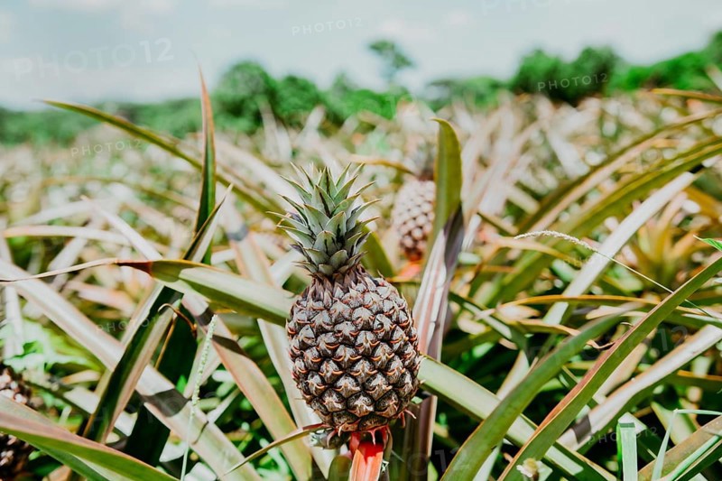 Harvest season and cultivation of pineapples. View of a beautiful growing pineapple plantation. in gardeen. Harvest of pineapple fruits with copy space