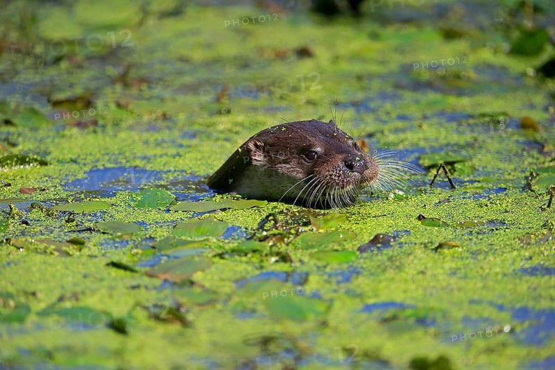 European otter