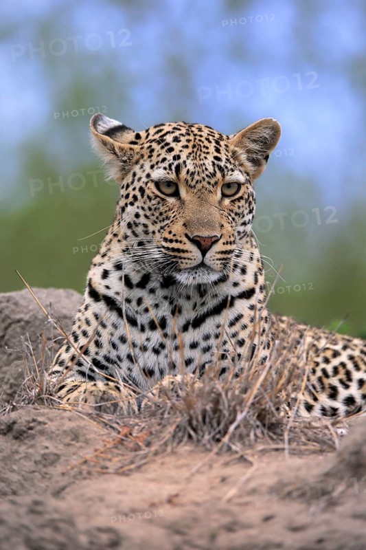 Leopard