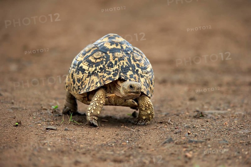 Leopard tortoise