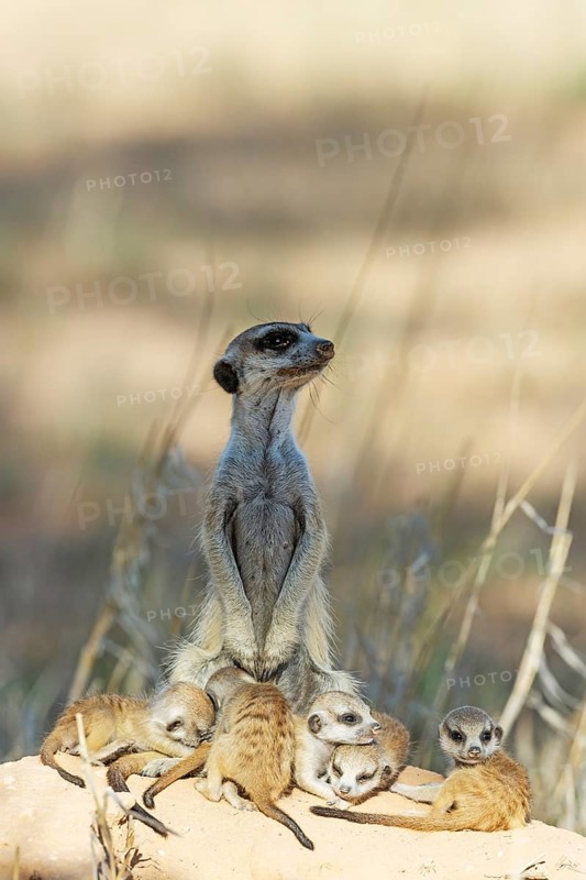 Suricate