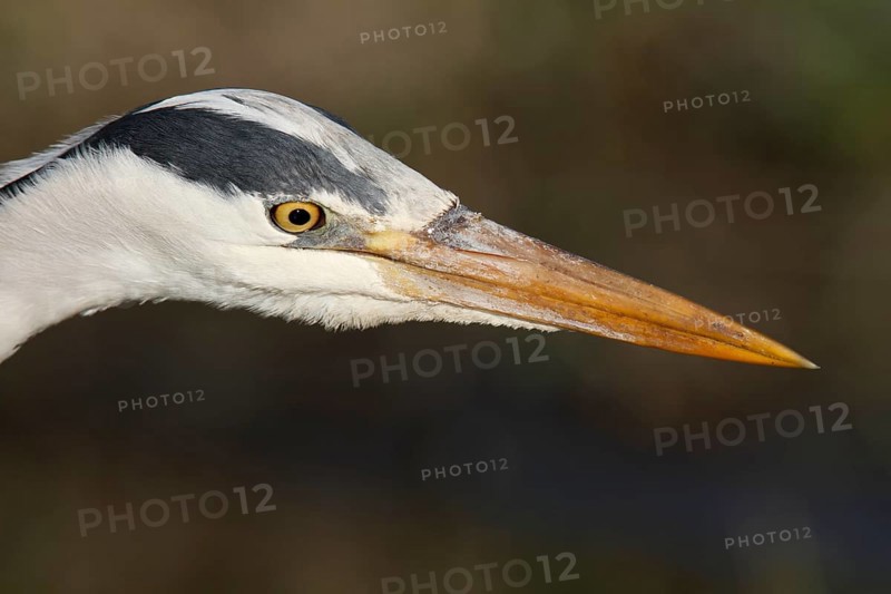 Grey heron