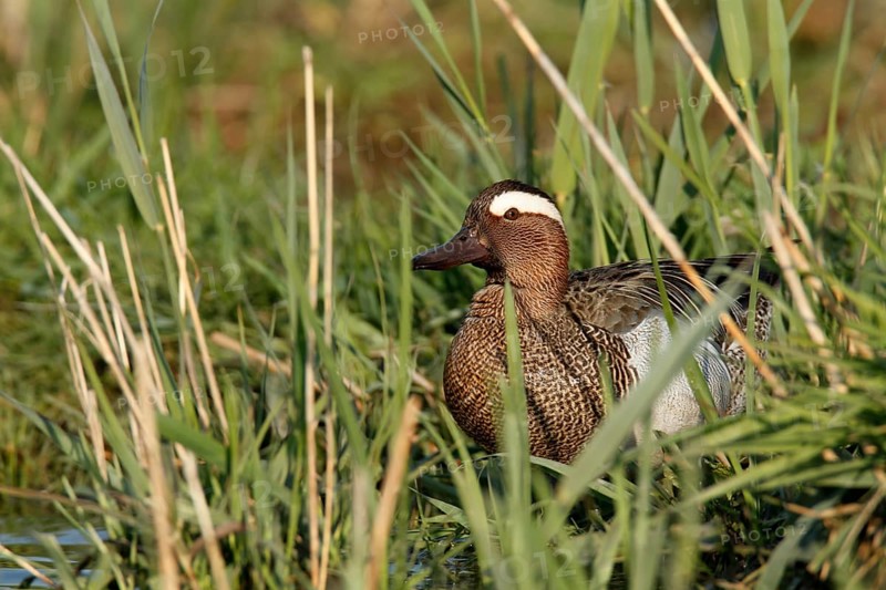 Garganey