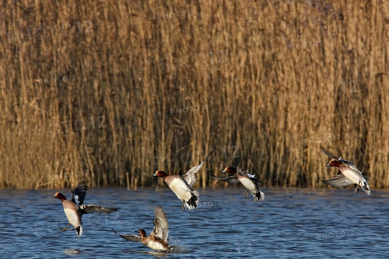 Eurasian wigeon
