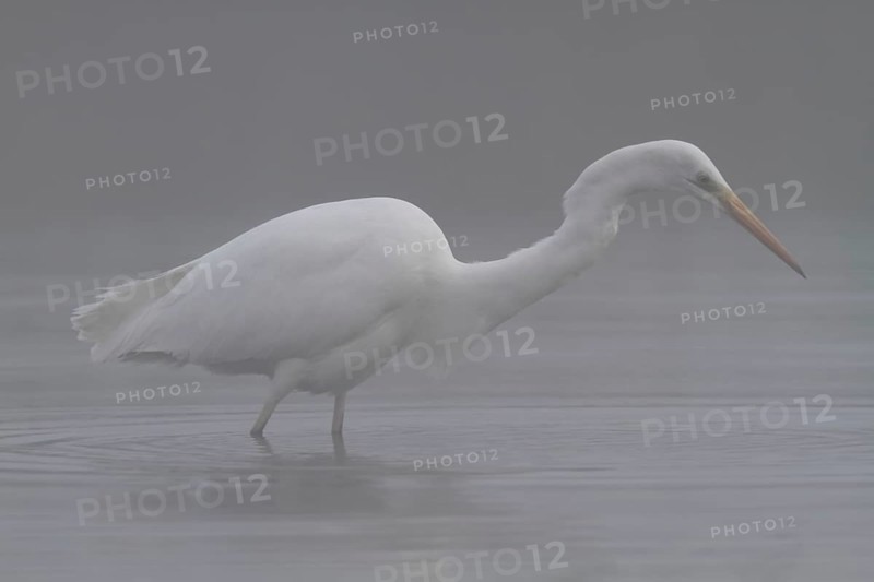 Great egret